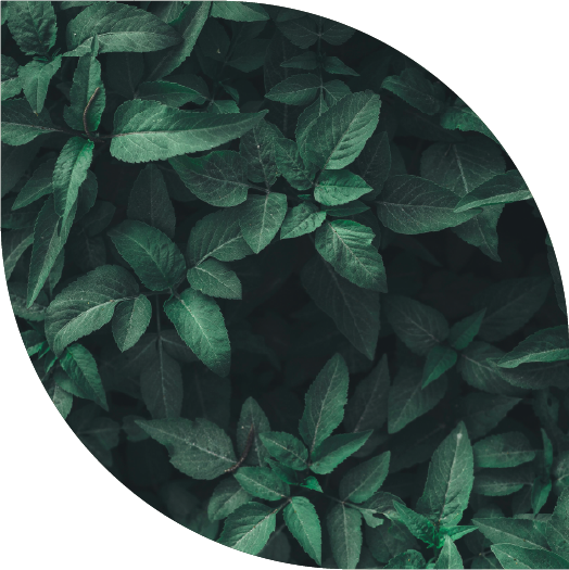 Une plante verte foncée avec beaucoup de feuilles